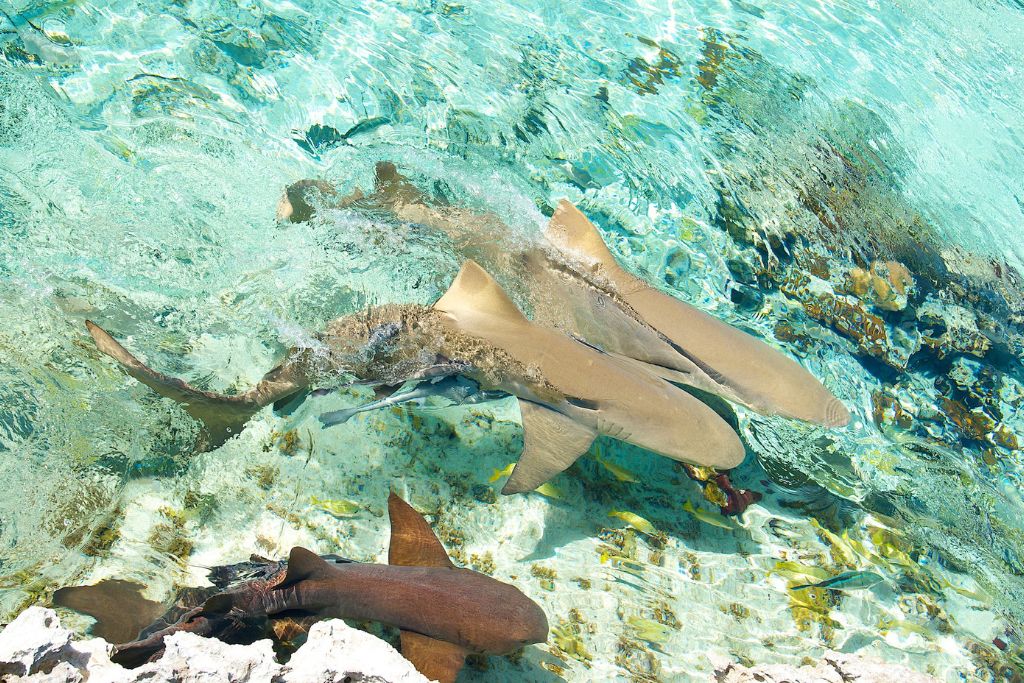 friendly sharks in the dock of Bahamas