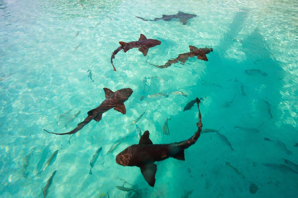 nurse sharks swimming in the emerald green waters of Bahamas