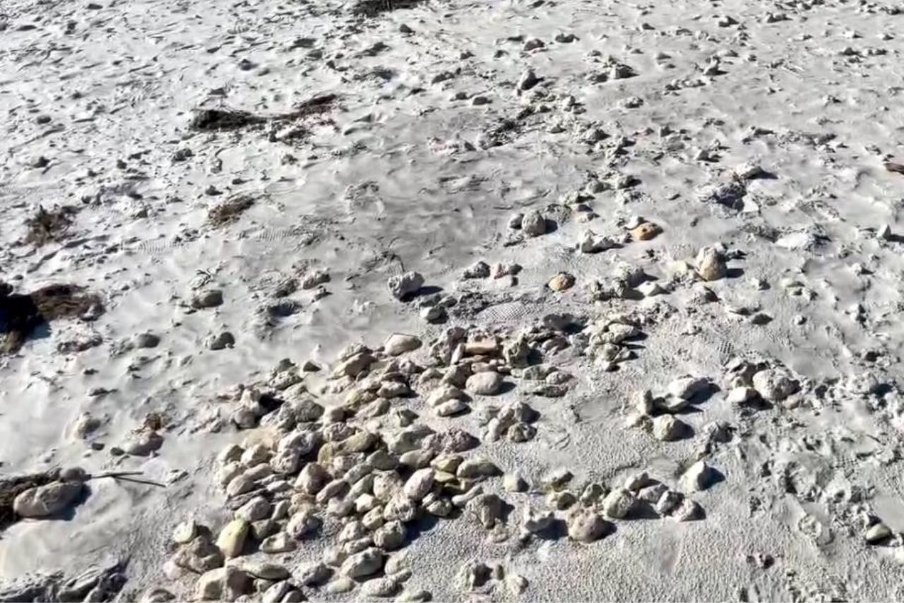 Honeymoon Island is a great place to find some shells! 