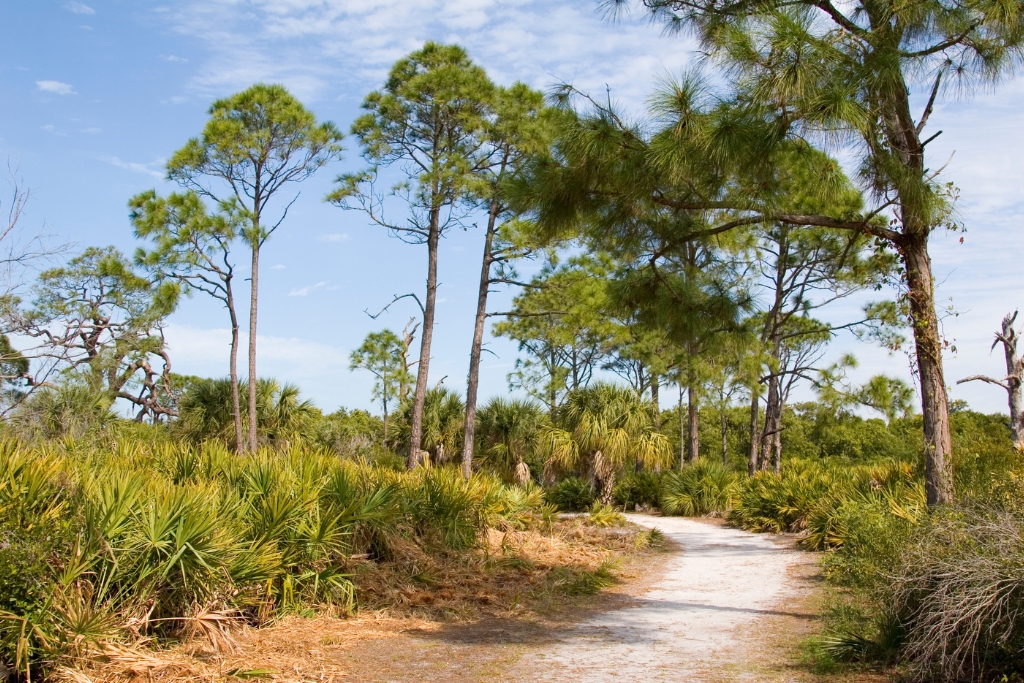 lush green trees and nature in Caladesi Island State Park in Florida