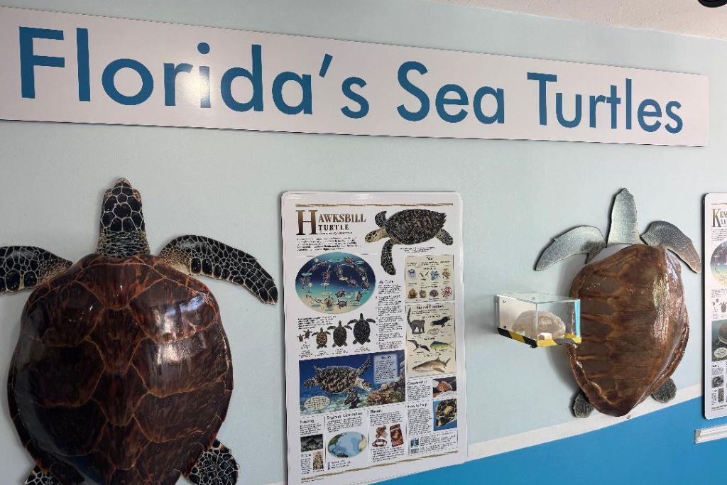 The Florida Turtle Hospital is a top family attraction in the Florida Keys