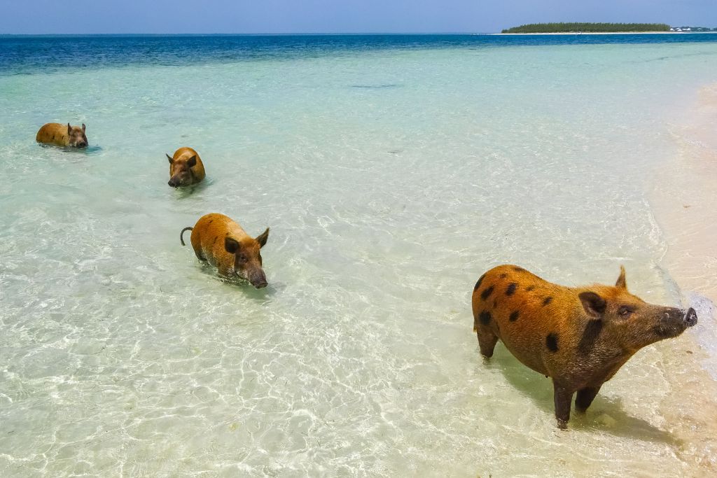 pigs swimming at Pig Beach, Bahamas