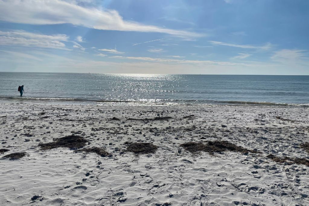 Honeymoon Island Peaceful Gulf Coast beach scene with soft white sand, scattered seaweed, and a single person walking along the shoreline under a bright blue sky with wispy clouds and sunlight sparkling on the water