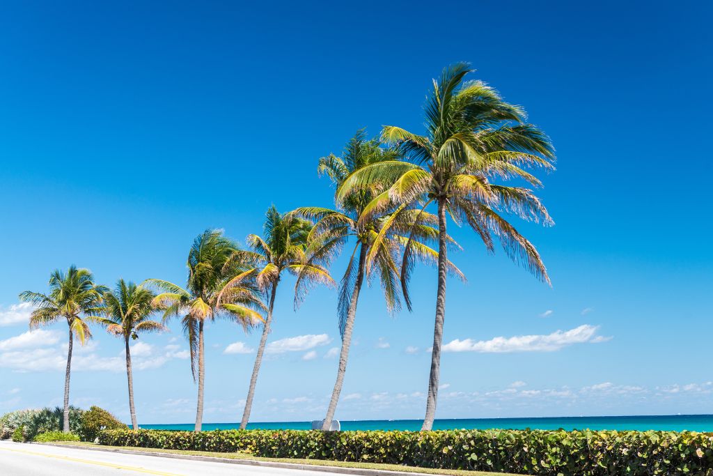 Row of tall palm trees swaying along a coastal road in Palm Beach, Florida, with bright blue skies and turquoise ocean in the background.