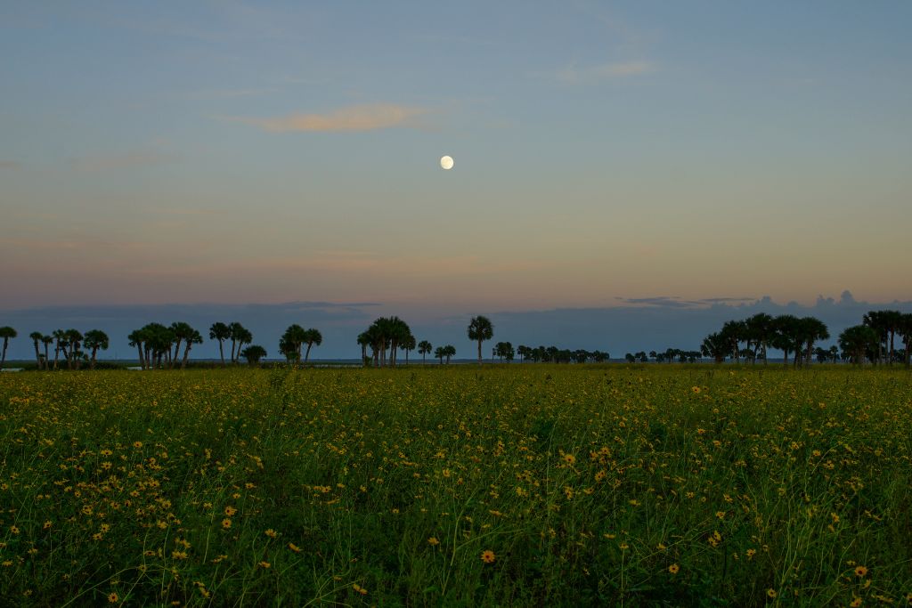 A wide open field of yellow wildflowers at dusk near Lake Jesup, with scattered palm trees in the distance and a full moon rising in the soft pastel sky.