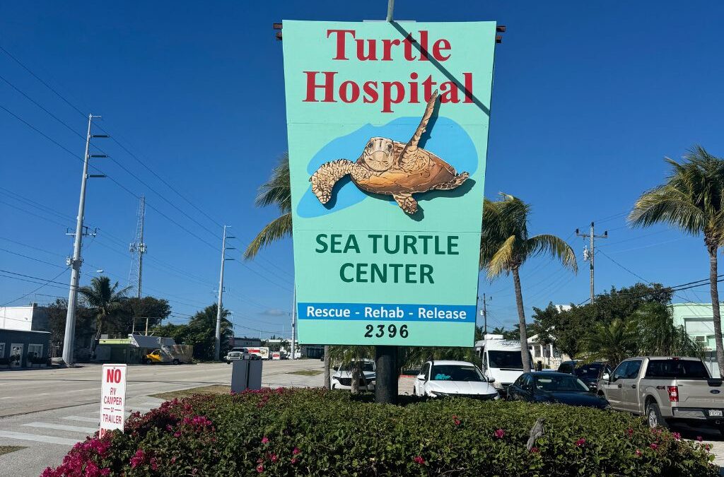 A turquoise sign for The Turtle Hospital in Marathon, Florida, featuring an illustrated sea turtle swimming on a blue wave. The sign reads “Turtle Hospital — Sea Turtle Center — Rescue • Rehab • Release” with the address number 2396 below. The background shows a sunny blue sky, palm trees, cars, and a well-kept stone flower bed with pink flowers in front of the sign.