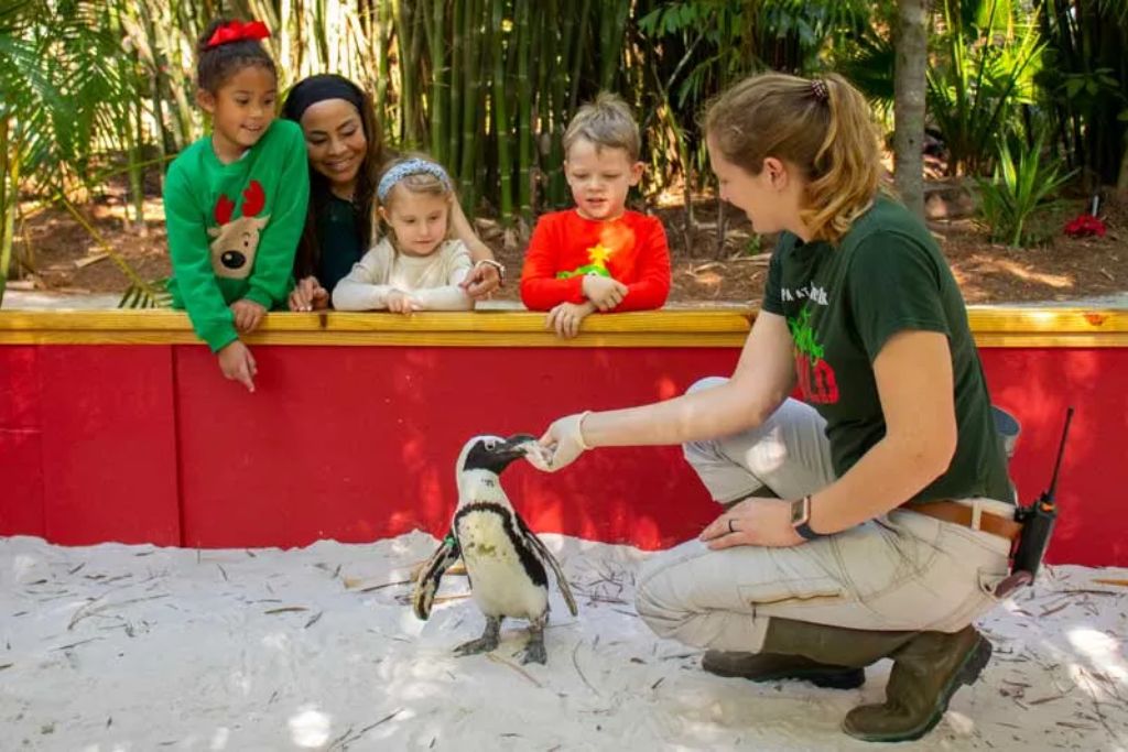 Experience Christmas in the Wild at ZooTampa at Lowry Park from late November up until a few days before Christmas.