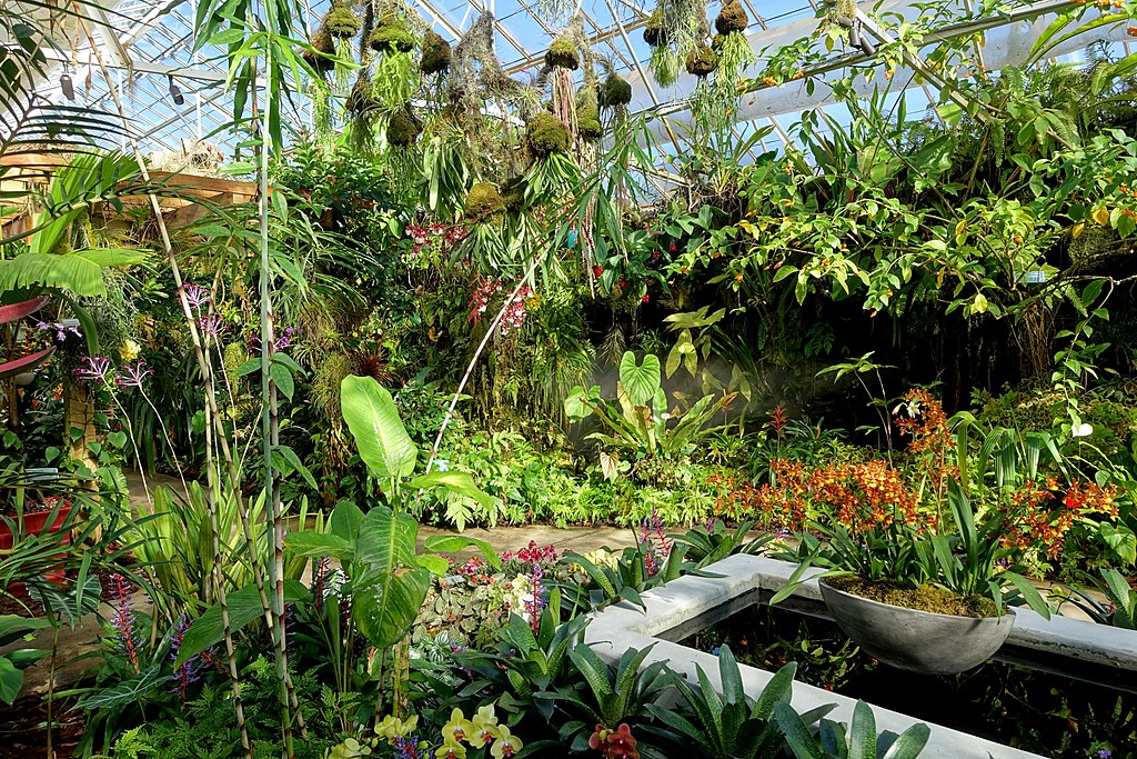interior lush green plants in Marie Selby Botanical Gardens in Sarasota Florida