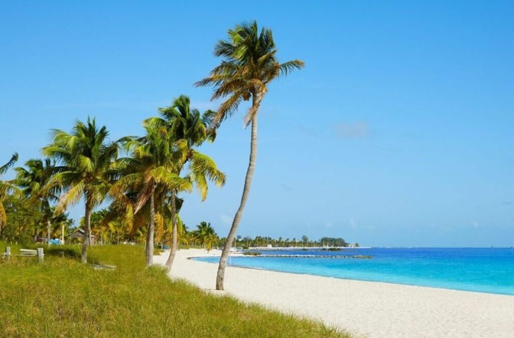 A quiet tropical beach with leaning palm trees lining a grassy shoreline, white sand stretching along clear turquoise water under a bright blue sky.