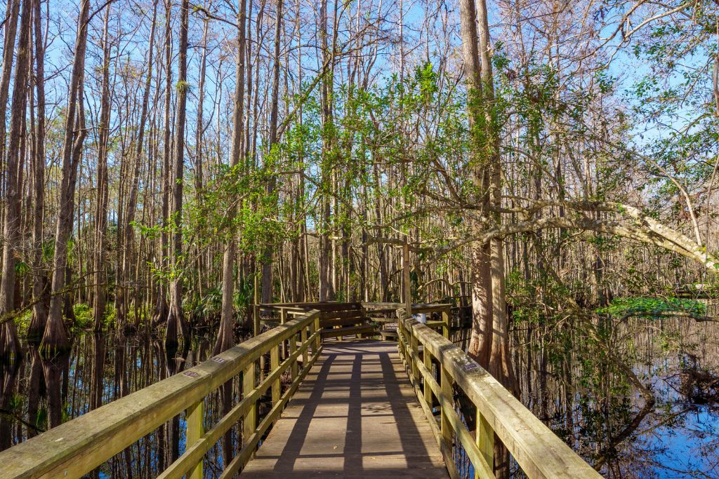 Wooden boardwalk winding through a peaceful cypress wetland surrounded by tall trees and reflective water in Sebring, Florida.