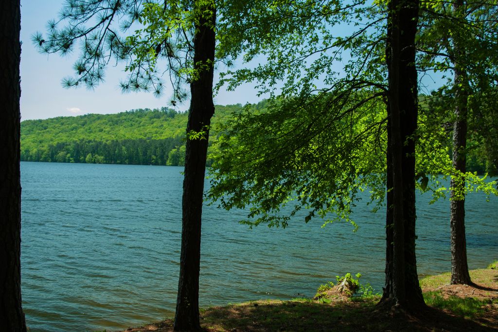 Peaceful view of Lake Guntersville, Alabama, framed by tall trees and lush green forest along the shoreline.