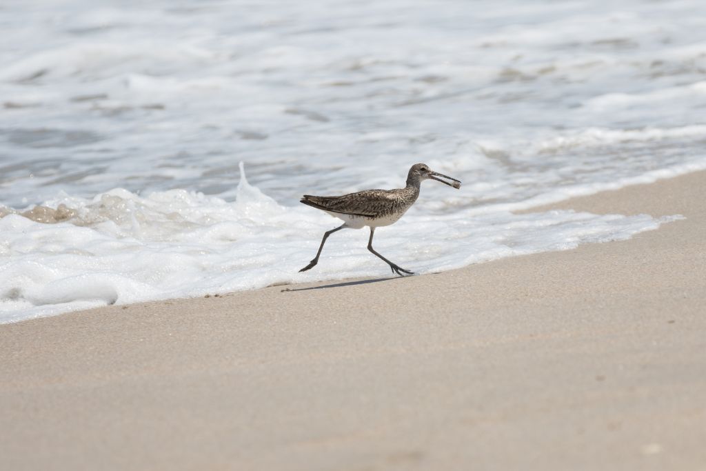 Greater Yellowlegs Gets a Sea Snail, Playalinda Beach, Merritt Island, Florida